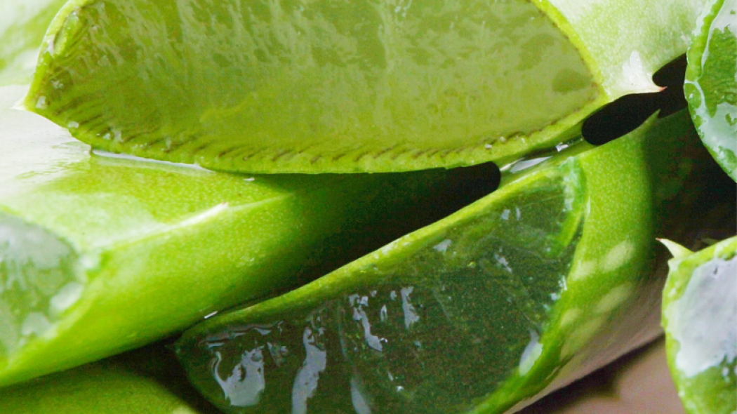 Aloja (Aloe barbadensis)